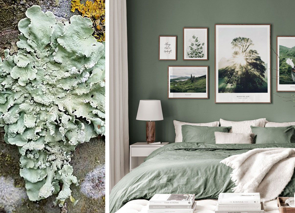 Le vert dans la chambre Lichen et chambre illustrant le vert dans la chambre